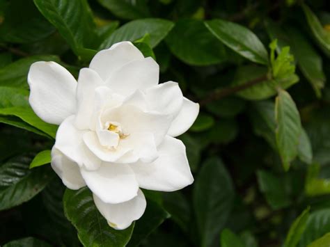 types of gardenias.